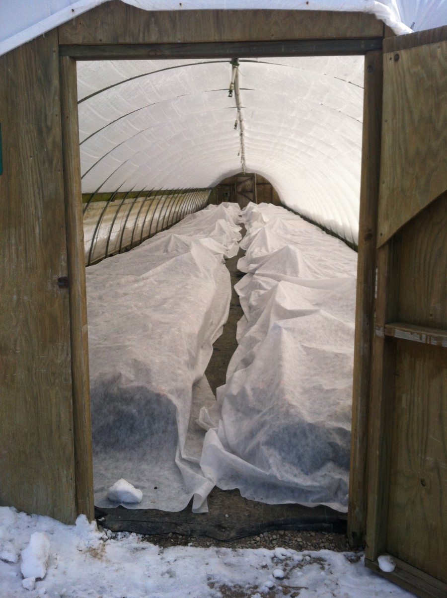 Frost cloth over perennials in house 33